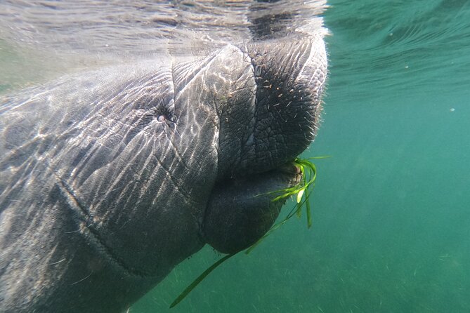 Crystal River: Private Manatee Swim With Heated Boat(Free Photos) - A private manatee outing with a practical family setup