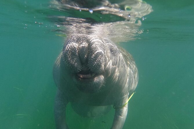 Crystal River: Private Manatee Swim With Heated Boat(Free Photos) - Meeting at 403 NE 2nd Street in Crystal River