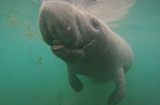 Crystal River: Private Manatee Swim With Heated Boat(Free Photos) - Floating quietly with the manatees