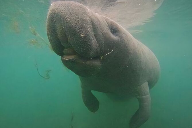 Crystal River: Private Manatee Swim With Heated Boat(Free Photos) - Finding manatees in different seasons