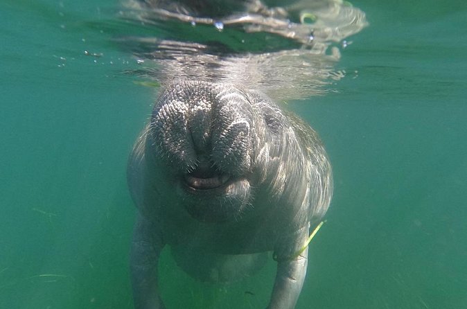 Crystal River: Private Manatee Swim With Heated Boat(Free Photos) - Why the private format can be worth $500