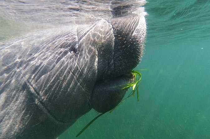 Crystal River: Private Manatee Swim With Heated Boat(Free Photos) - Who will enjoy this most