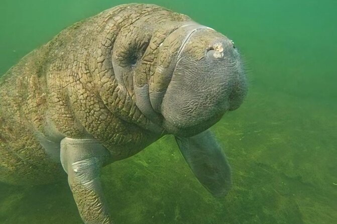 Crystal River: Private Manatee Swim With Heated Boat(Free Photos) - Booking advice, photos, and cancellation