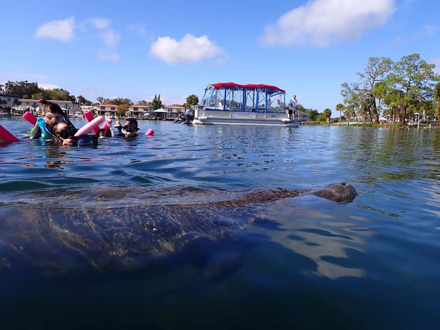 Crystal River: Swim with Manatees Private Tour Free Photos - Key points to know before booking