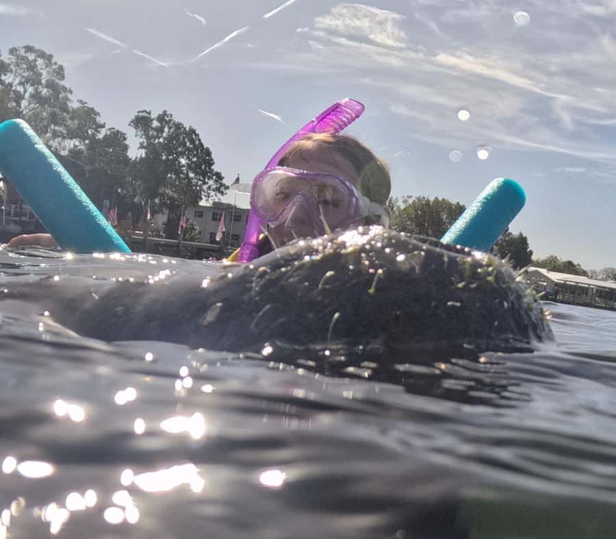 Crystal River: Swim with Manatees Private Tour Free Photos - Why Crystal River is special for manatees