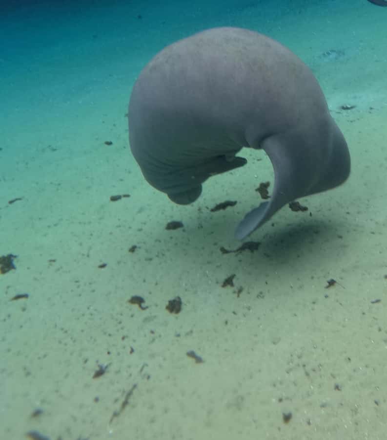 Crystal River: Swim with Manatees Private Tour Free Photos - Getting ready with the provided wetsuit and gear