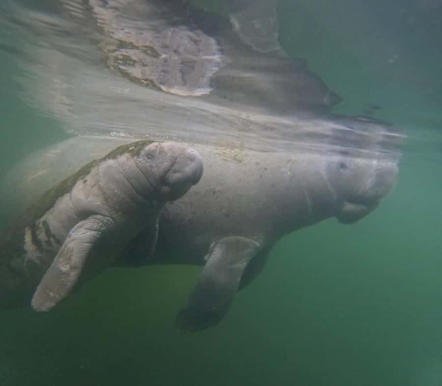 Crystal River: Swim with Manatees Private Tour Free Photos - Photos, videos, and the crew’s personal touch