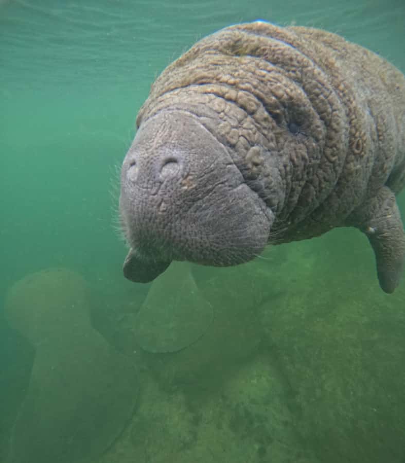 Crystal River: Swim with Manatees Private Tour Free Photos - Is $350 good value for a private group?