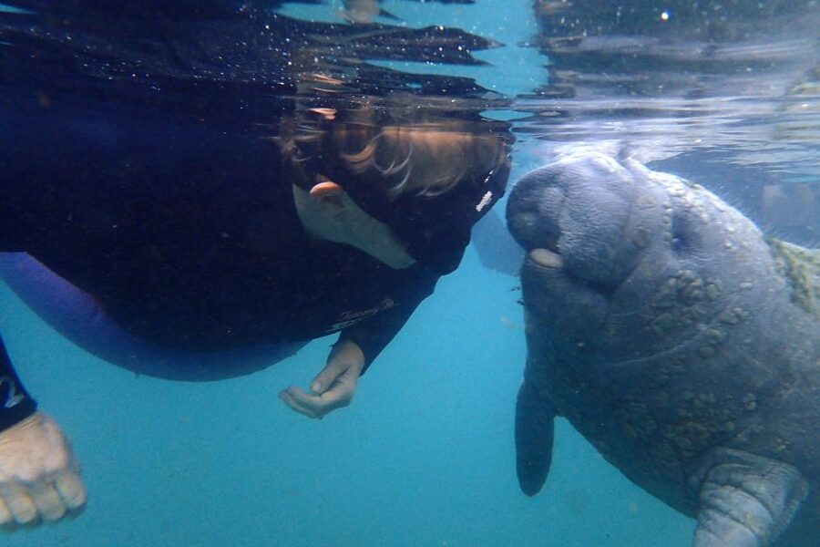 Crystal River: VIP Manatee Swim w/ In-water Photographer - Key points to know before booking