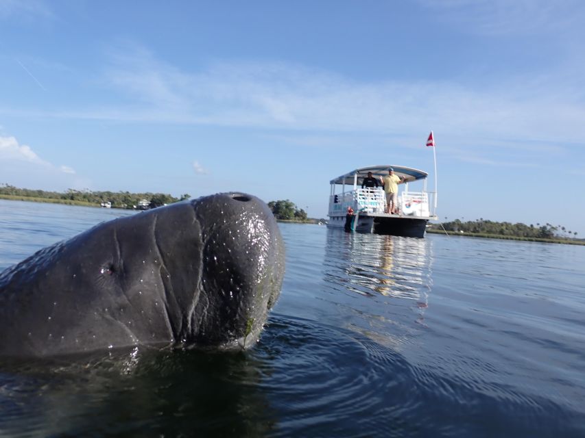 Crystal River: VIP Manatee Swim w/ In-water Photographer - Meeting the manatees in King’s Bay
