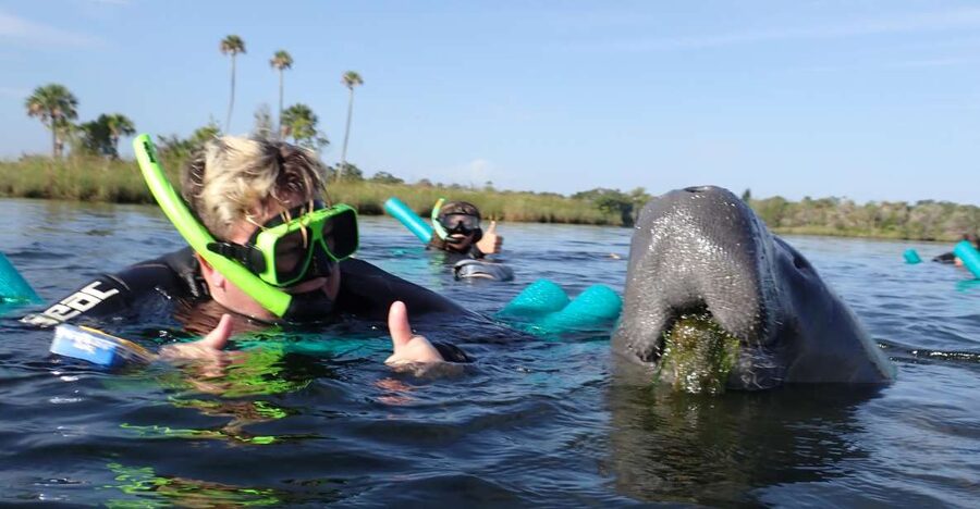 Crystal River: VIP Manatee Swim w/ In-water Photographer - What the six-person pontoon changes