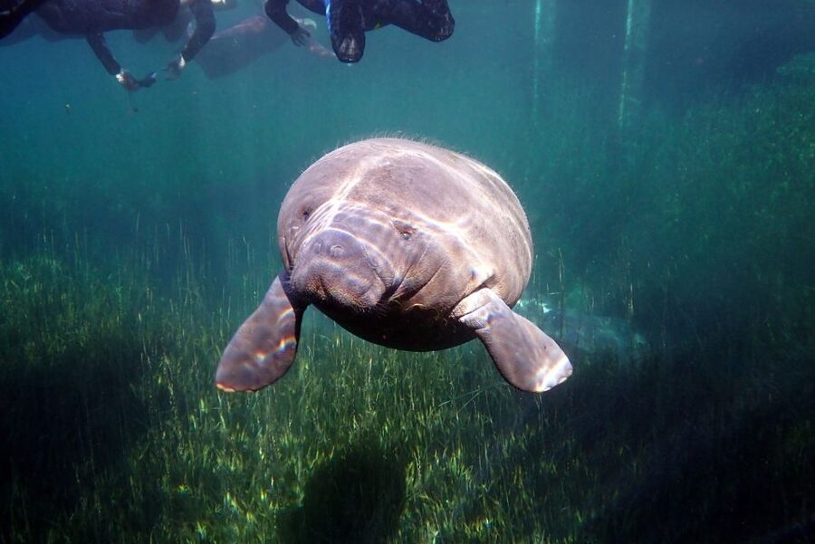 Crystal River: VIP Manatee Swim w/ In-water Photographer - A realistic look at the three-hour schedule