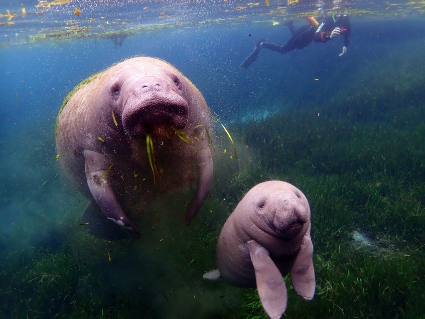 Crystal River: VIP Manatee Swim w/ In-water Photographer - Photos are useful, but keep expectations in check