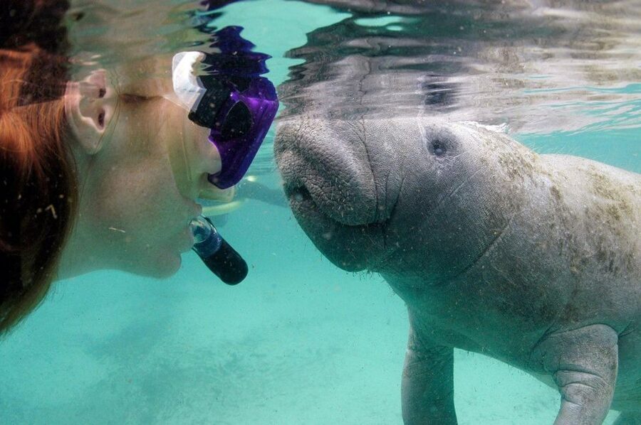 Crystal River: VIP Manatee Swim w/ In-water Photographer - Is $119 a fair price?