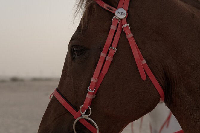 Dubai Desert Horseback Safari with Photoshoot - Photos and videos made during the ride