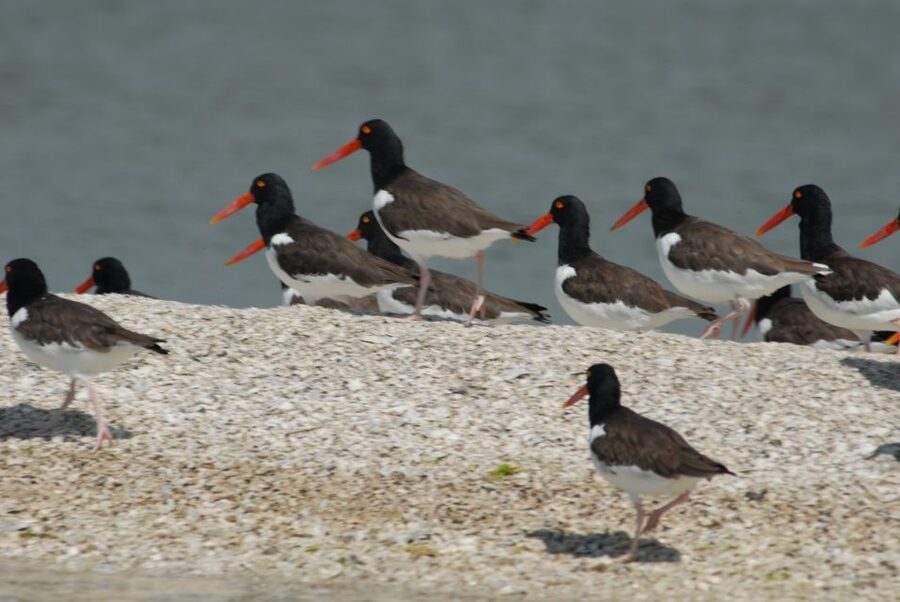 Everglades: Birding, Wildlife, and Photography Expedition - Key points to know