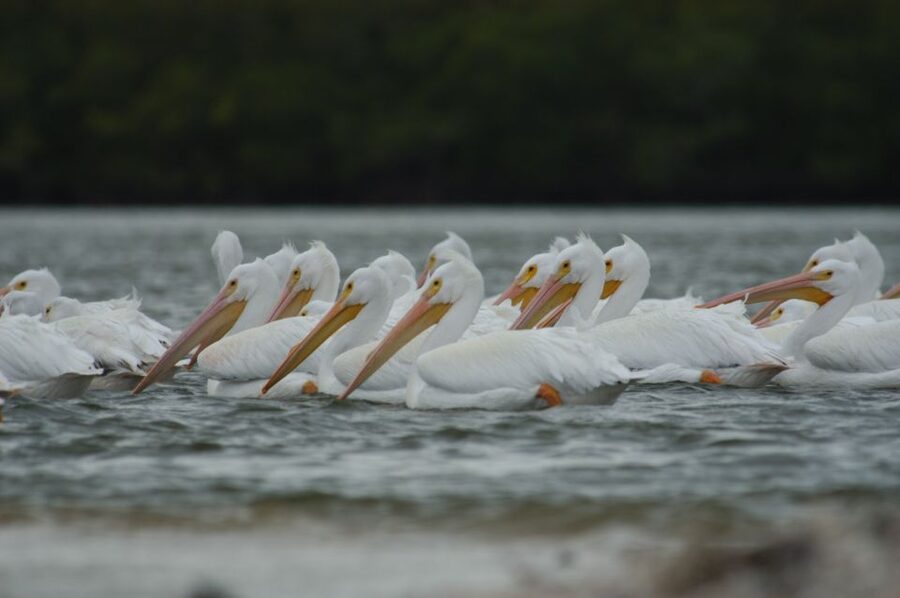 Everglades: Birding, Wildlife, and Photography Expedition - Why the guide makes a difference