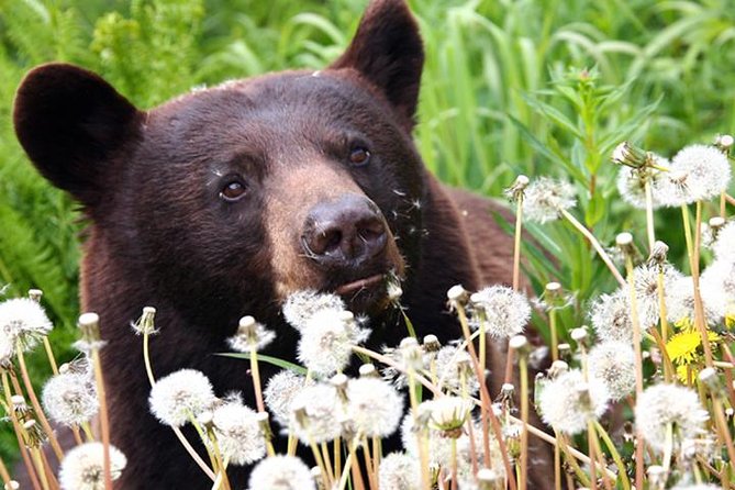 Exclusive Photography Tour to Haines - Skagway Departure - Chilkoot River: the best chance for wildlife action