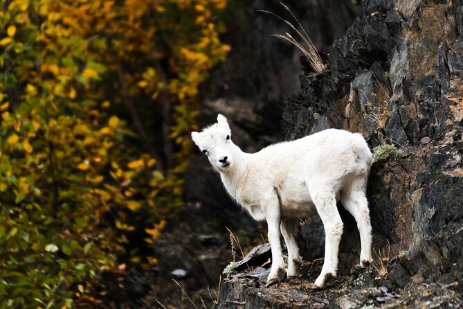 Exquisite Wildlife & Wilderness Photo Tour Anchorage -Whittier - Beluga Point and the Turnagain Arm views