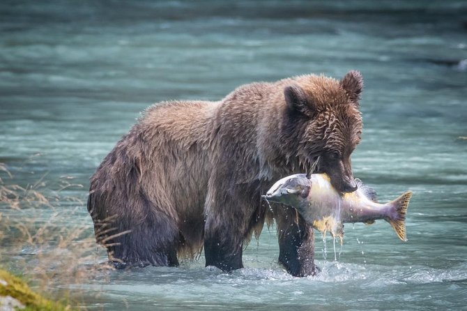 Focus on Haines Private Nature / Photography tour - Key points to know before booking