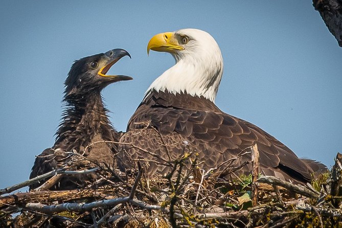Focus on Haines Private Nature / Photography tour - Why this private Haines tour works so well