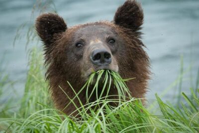 Focus on Haines Private Nature / Photography tour