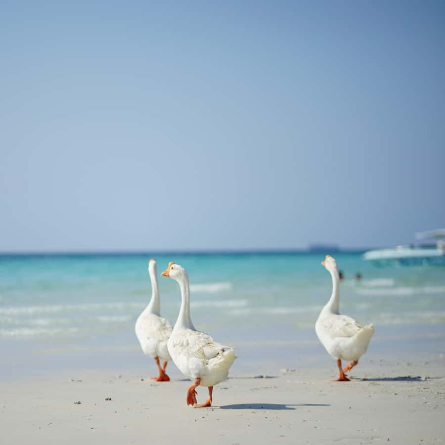 From Bangkok: Pattaya Island Trip with Drone Photos - The 15-minute speedboat ride to Koh Larn
