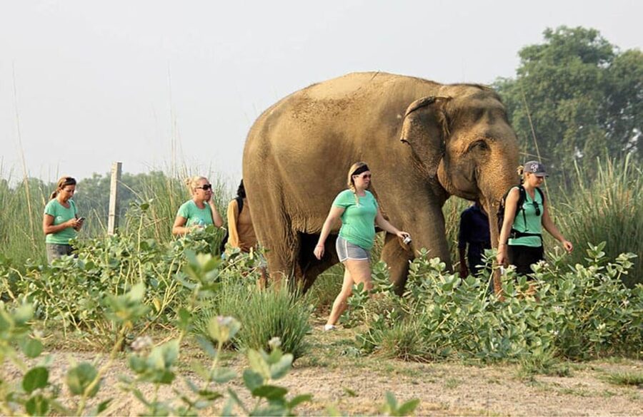 From Delhi: Taj Mahal with Photographer & Elephant SOS Tour - Mughlai lunch at a five-star hotel