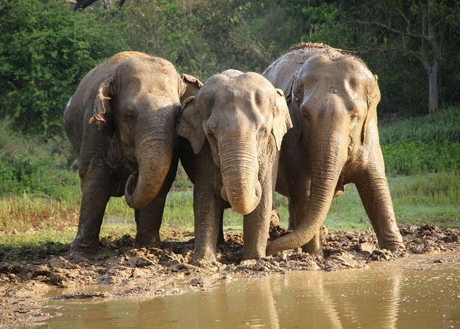 From Delhi: Taj Mahal with Photographer & Elephant SOS Tour - Choosing the best departure time