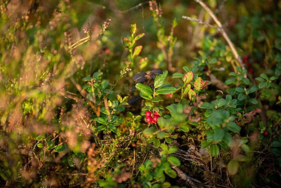 From Riga: Explore Latvian Nature With a Local Photographer - How the three to ten hours can unfold
