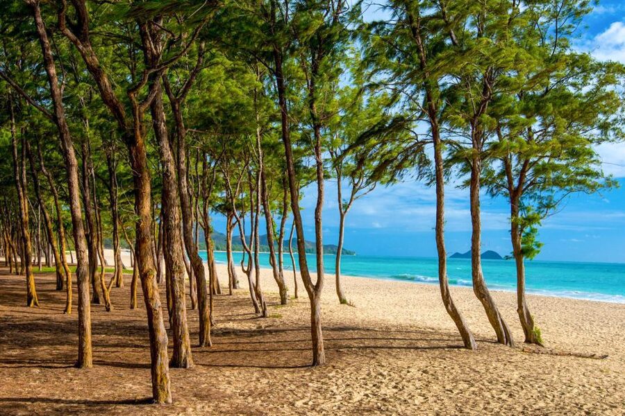 From Waikiki: Best of Oahu Photo Tour with Pickup - Makapuʻu Point, Sandy Beach, and the lava coast