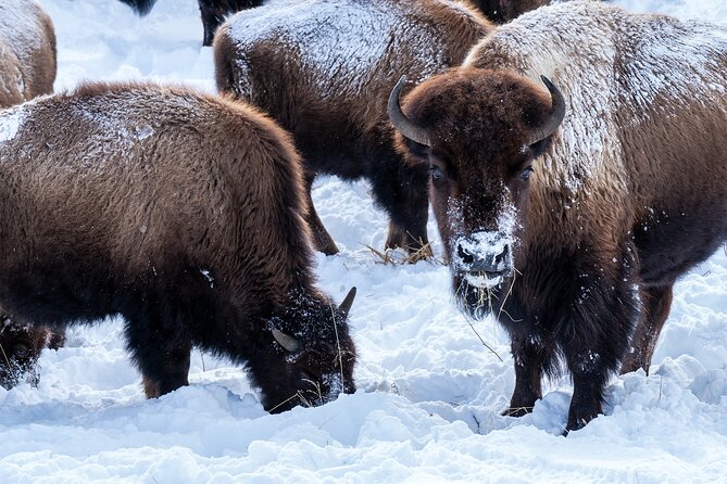 Full Day Guided Wildlife Photography Tour In Yellowstone - Wildlife encounters without rushing the camera