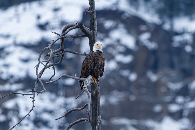 Full Day Guided Wildlife Photography Tour In Yellowstone - Why the private format changes the day