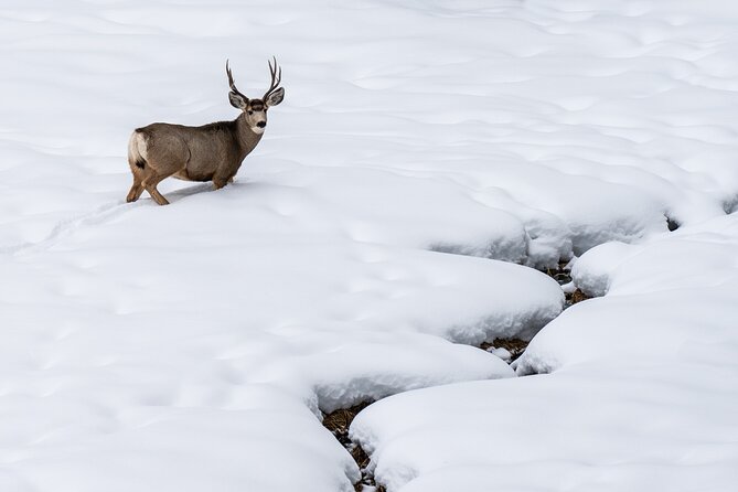 Full Day Guided Wildlife Photography Tour In Yellowstone - Eight hours in the field, with room for changing conditions
