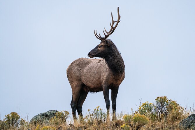 Full Day Guided Wildlife Photography Tour In Yellowstone - What the $652.50 price really buys