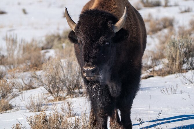 Full Day Guided Wildlife Photography Tour In Yellowstone - Pickup, airport plans, and what to bring