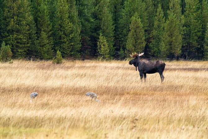 Full Day Guided Wildlife Photography Tour In Yellowstone - Who will get the most from Wildscape Adventure