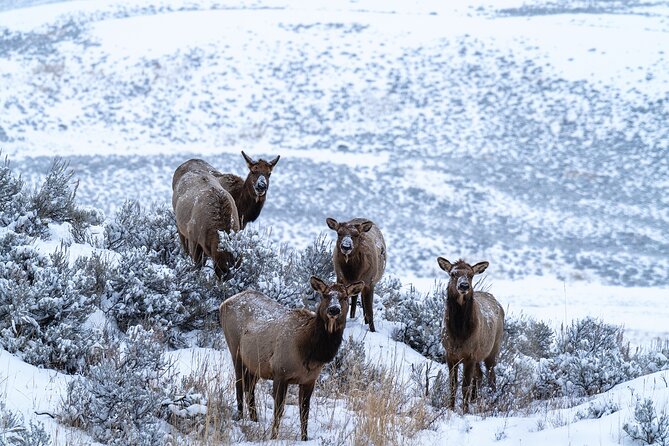 Full Day Guided Wildlife Photography Tour In Yellowstone - Photography lessons that carry beyond Yellowstone