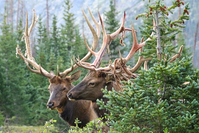 Full-Day Rocky Mountain National Park "Over The Top Tour" - RMNPhotographer - Crossing Trail Ridge Road to 12,183 feet