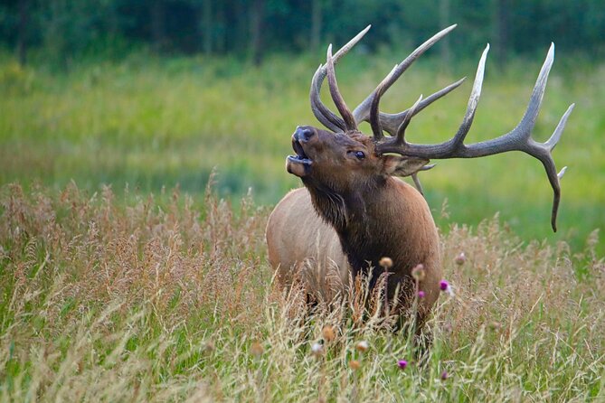 Full-Day Rocky Mountain National Park "Over The Top Tour" - RMNPhotographer - Wildlife watching in the Kawuneeche Valley