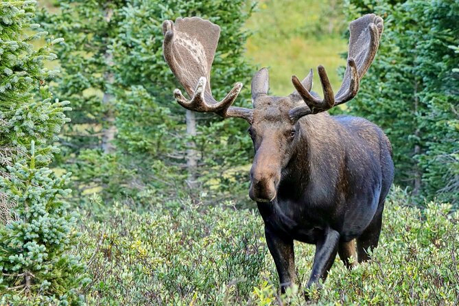 Full-Day Rocky Mountain National Park "Over The Top Tour" - RMNPhotographer - The return journey adds more chances to stop