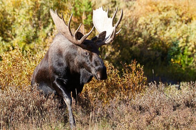 Full-Day Rocky Mountain National Park "Over The Top Tour" - RMNPhotographer - What the guide adds to the experience