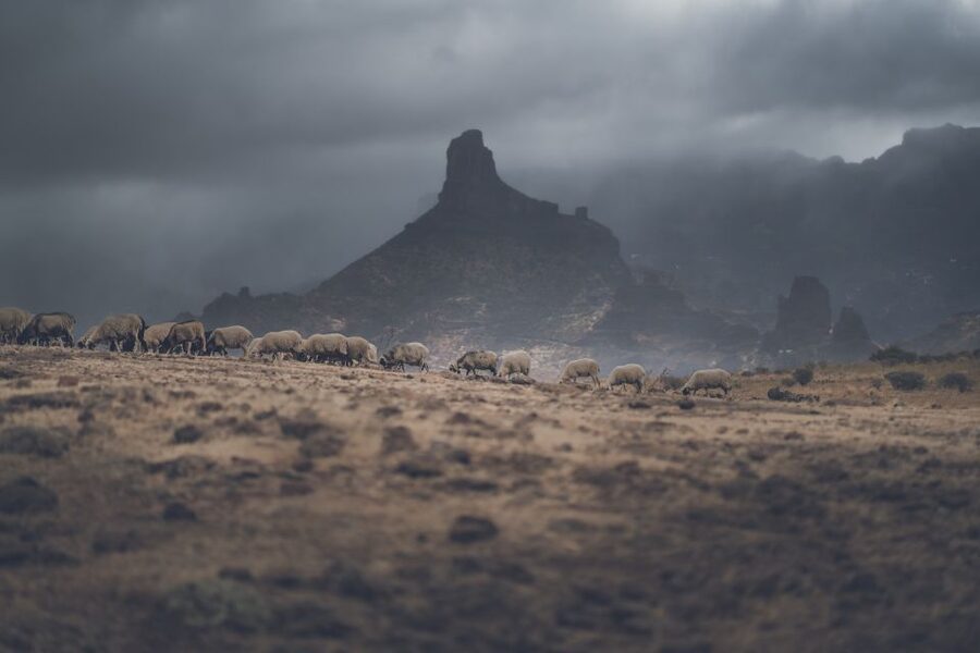 Gran Canaria: Full-Day Customizable Private Photography Tour - Pico de las Nieves for High Views