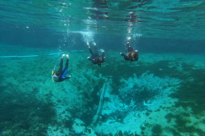 Guided Semi-Private Snorkel Tour (w/ FREE Photos!) - From Paddletail Lodge into Kings Bay