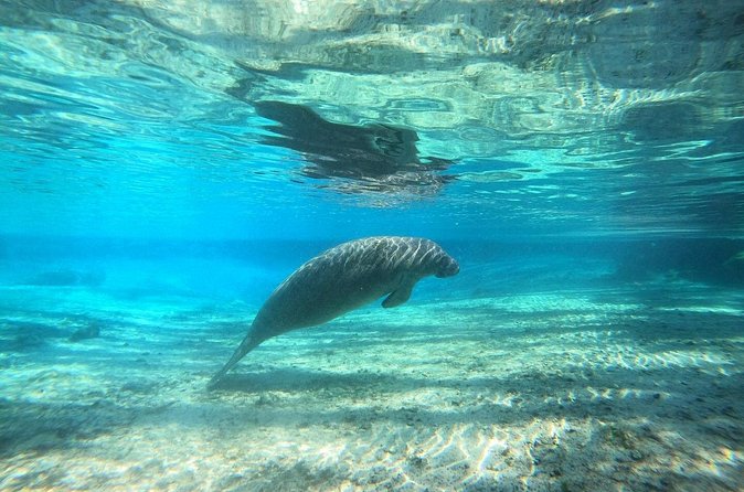 Guided Semi-Private Snorkel Tour (w/ FREE Photos!) - Springs, fish, turtles, and clearer water