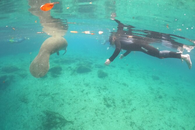 Guided Semi-Private Snorkel Tour (w/ FREE Photos!) - Swimming with manatees at the wildlife refuge