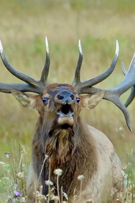 Half-Day RMNP Lakes and Meadows Tour-RMNPhotographer - Moraine Park’s wide mountain views