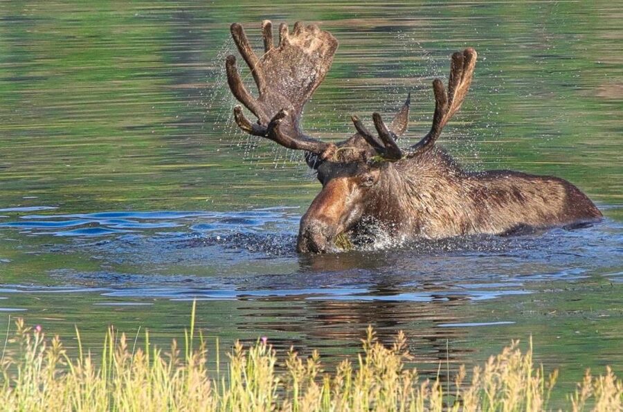 Half-Day RMNP Lakes and Meadows Tour-RMNPhotographer - Wildlife is a bonus, not a guarantee