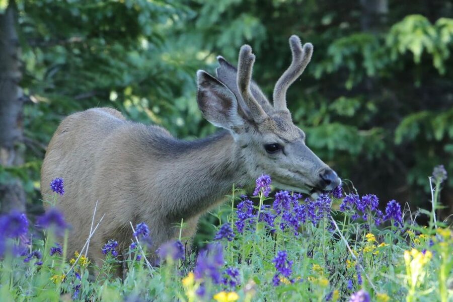 Half-Day RMNP Lakes and Meadows Tour-RMNPhotographer - What the $129 price buys you