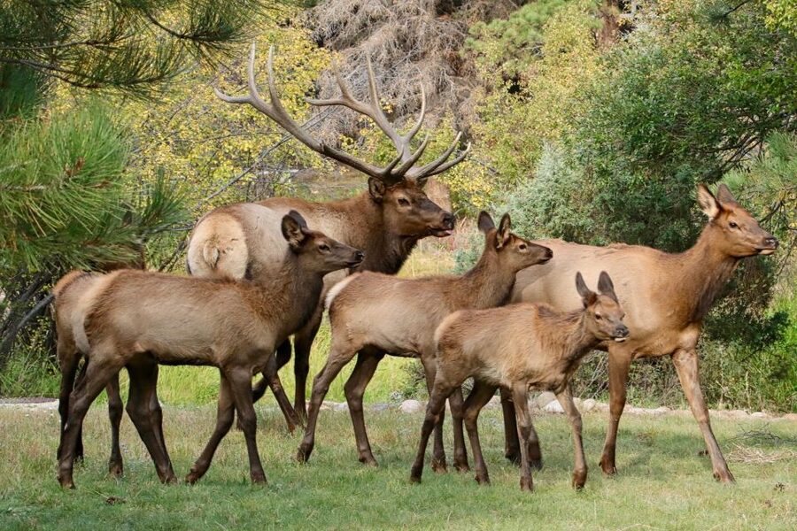 Half-Day RMNP Mountains to Sky Tour-RMNPhotographer - The Alpine Visitor Center at the high point